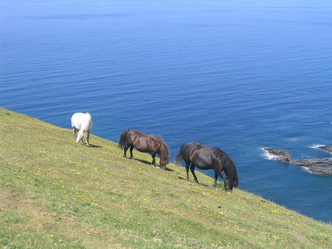 Lower Tresmorn Farmhouse Crackington Haven Εξωτερικό φωτογραφία